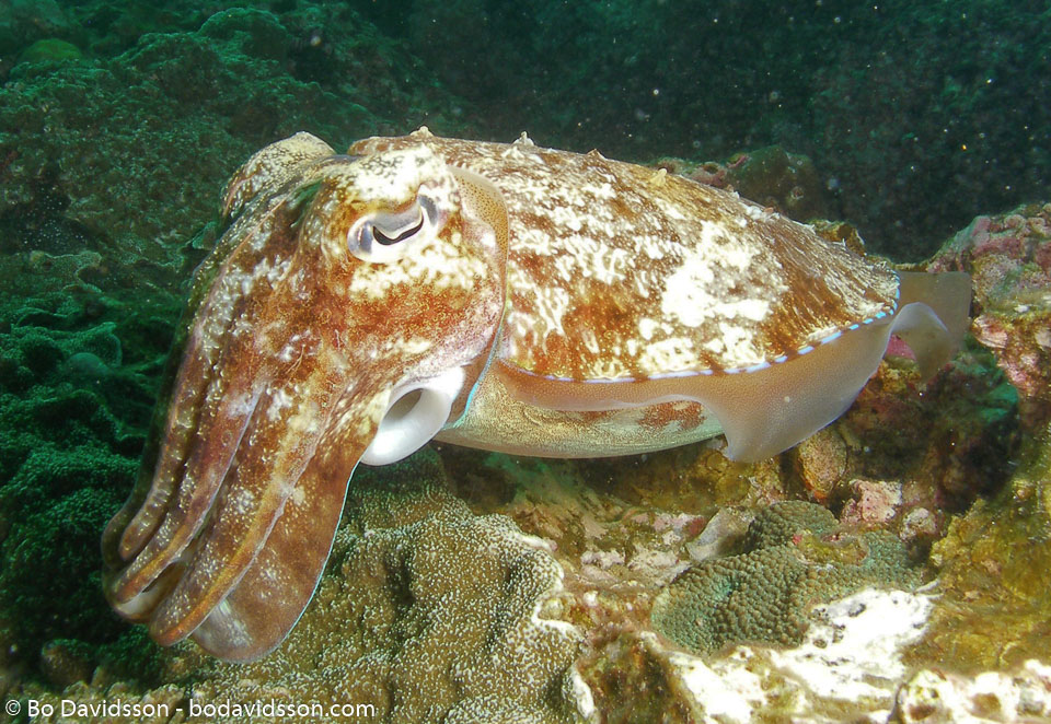 BD-070404-Similan--Sepia-latimanus.-Quoy---Gaimard.-1832-[Broadclub-cuttlefish].jpg